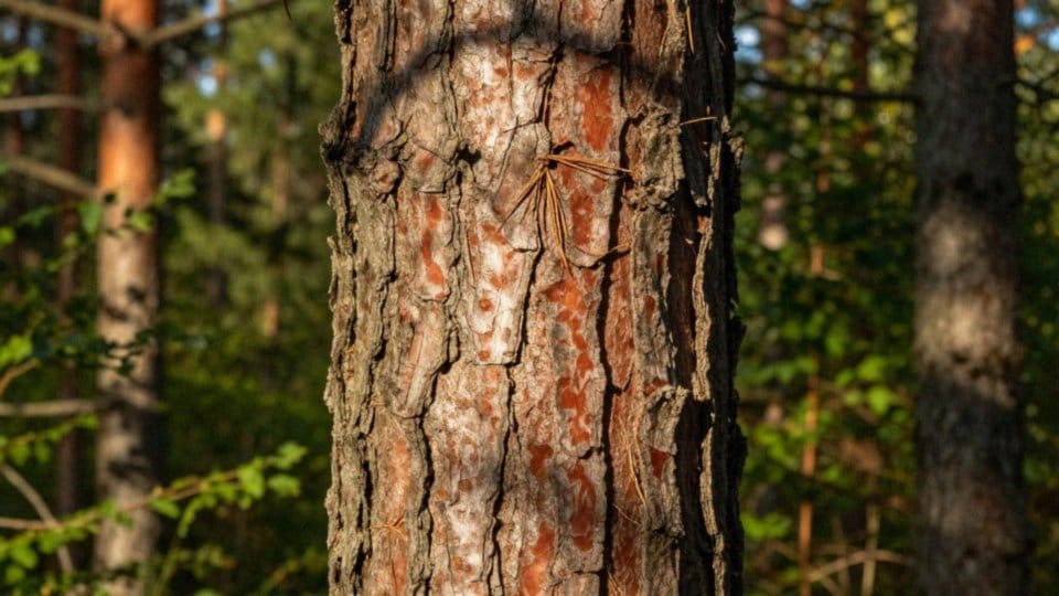 Jakie wymagania ma sosna z brunatnymi szyszkami?