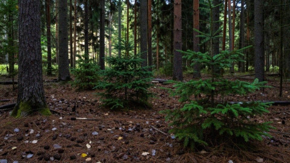 Jakie wymagania siedliskowe ma iglak z szyszkami do góry?