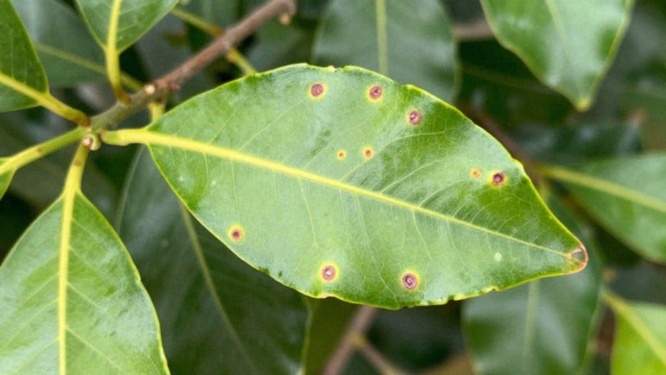 Co powoduje choroby laurowiśni?