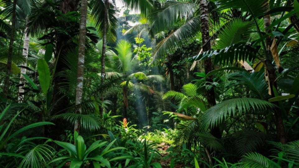 Jak bogata jest fauna i flora Sri Lanki?