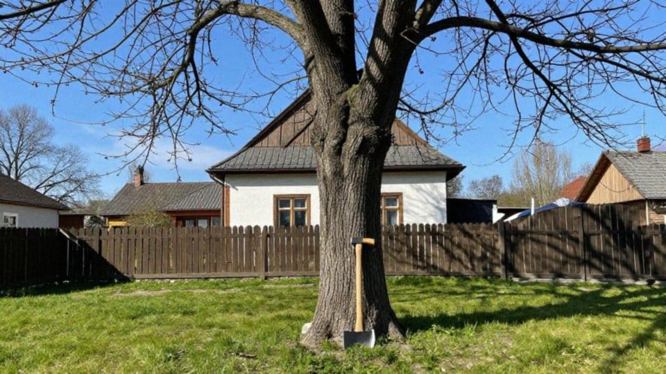 Czy właściciel prywatnej posesji może wyciąć drzewo?