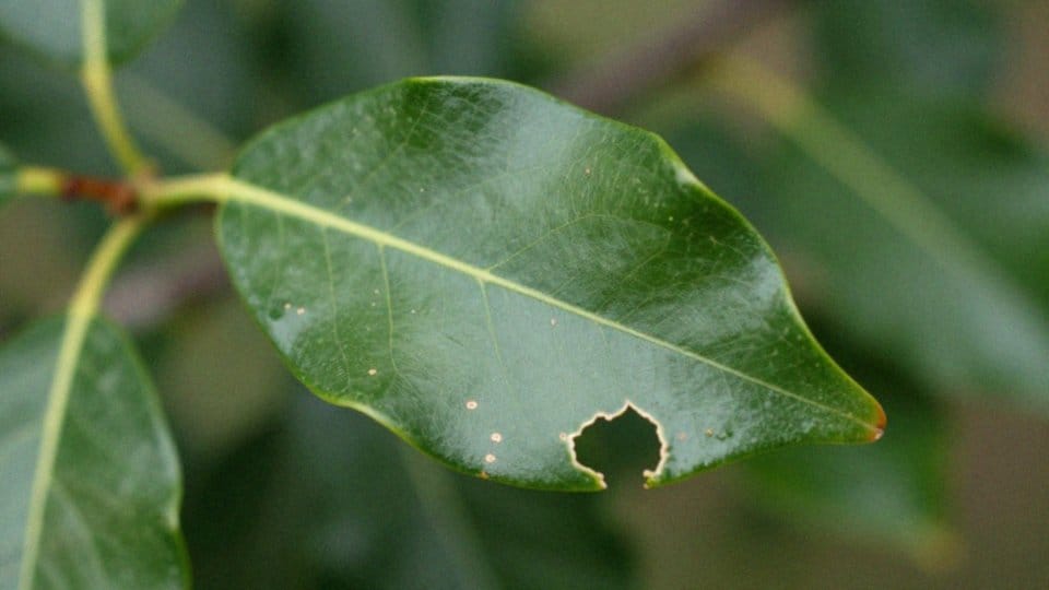 Jak rozpoznać objawy na liściach laurowiśni?