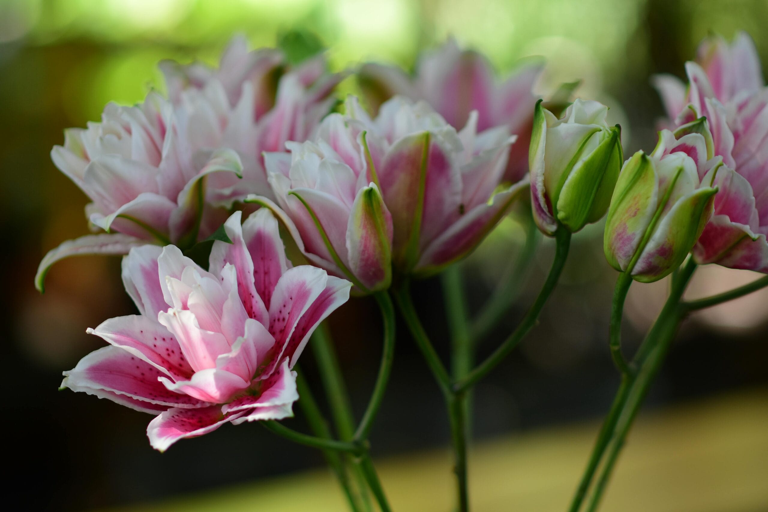 Lilie drzewiaste – jak uprawiać efektowne odmiany o imponującej wysokości?